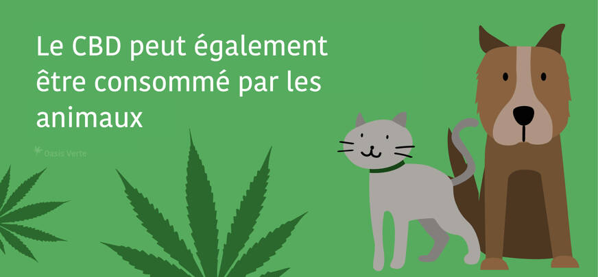 cbd pour animaux